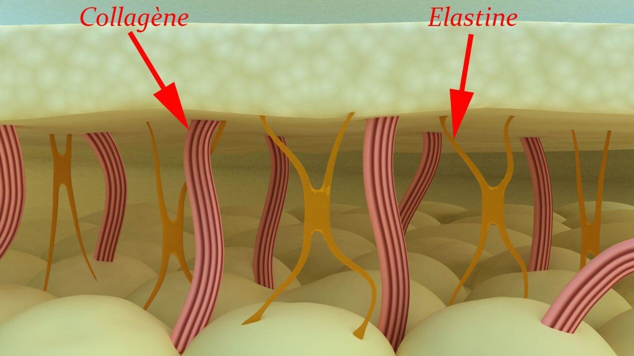 Collagen và elastin - protein cấu trúc của da